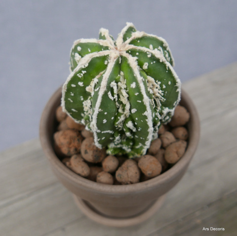 Astrofytum fukuryu D11 cm SU-024