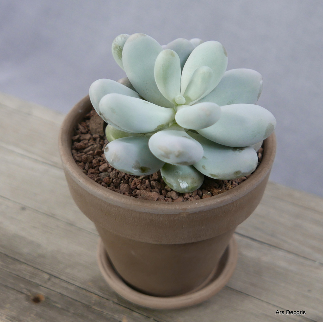 Kamień Księżycowy D11 cm SU-020 Kamień Księżycowy D11 cm SU-020