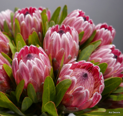 Protea bukiet ................. BI-052-20 ... od 5 do 40 szt