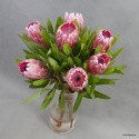 Protea bukiet ................. BI-052-20 ... od 5 do 40 szt