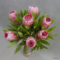 Protea bukiet ................. BI-052-20 ... od 5 do 40 szt