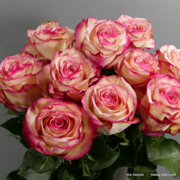 Róże kremowo-różowe długie od 5 do 100 szt.