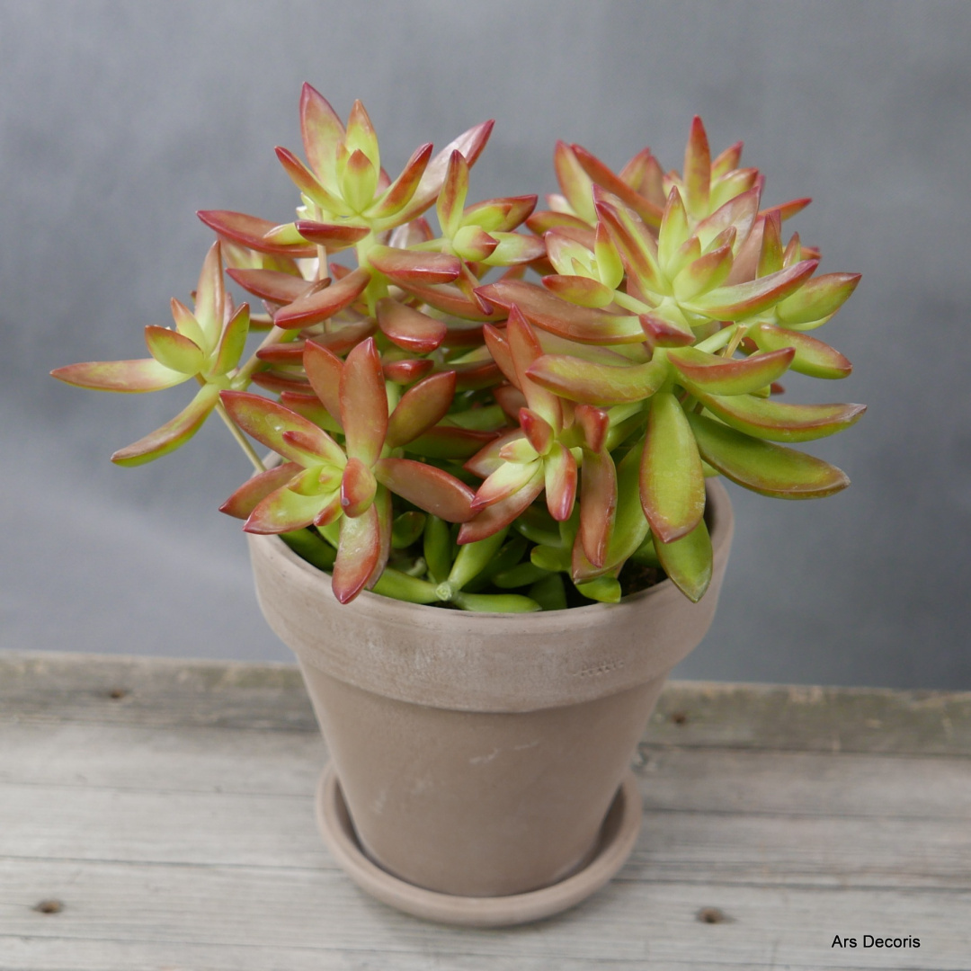 Sedum pomarańczowe D17 cm SU-028 Sedum pomarańczowe D17 cm SU-028