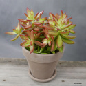 Sedum pomarańczowe D17 cm SU-028