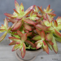 Sedum pomarańczowe D17 cm SU-028