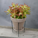 Sedum pomarańczowe D17 cm SU-028