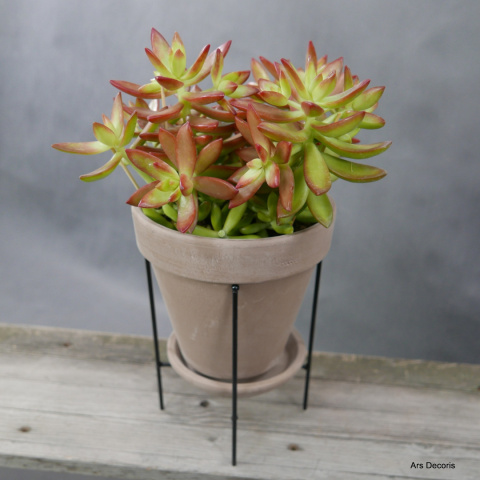Sedum pomarańczowe D17 cm SU-028 Sedum pomarańczowe D17 cm SU-028