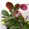 Hoya australis 'Blondie' RD - 008