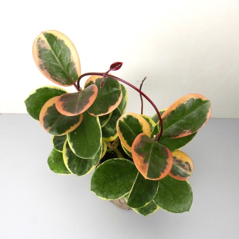 Hoya australis 'Blondie' RD - 010