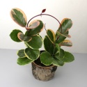 Hoya australis 'Blondie' RD - 010